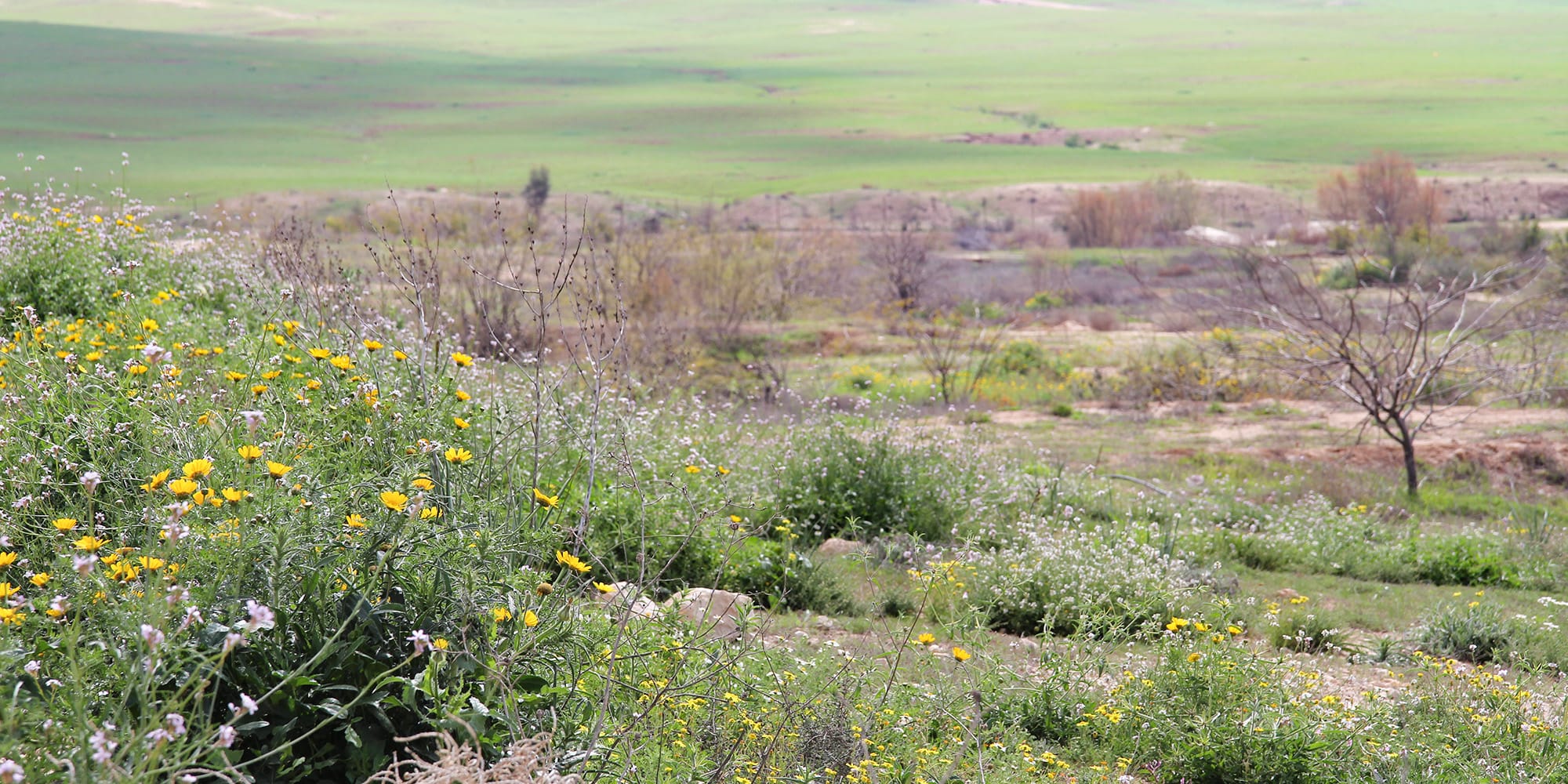 צמחייה ועצים בשטחי שיקום הקרקע בפרויקט ואדי עתיר