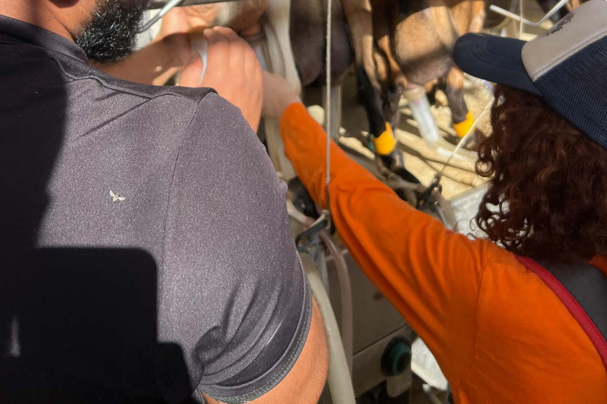 סדנת חליבה פרויקט ואדי עתיר