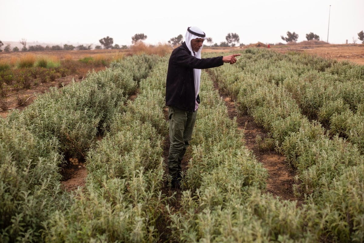 פרויקט ואדי עתיר סדנת צמחי מרפא