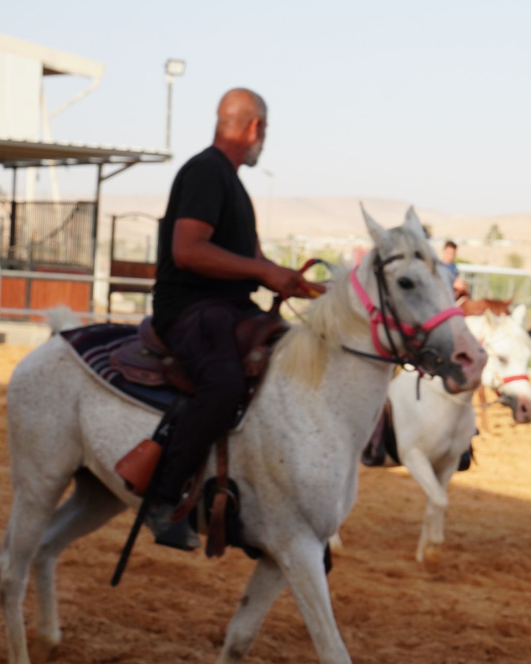 חוות בריגה סוסים