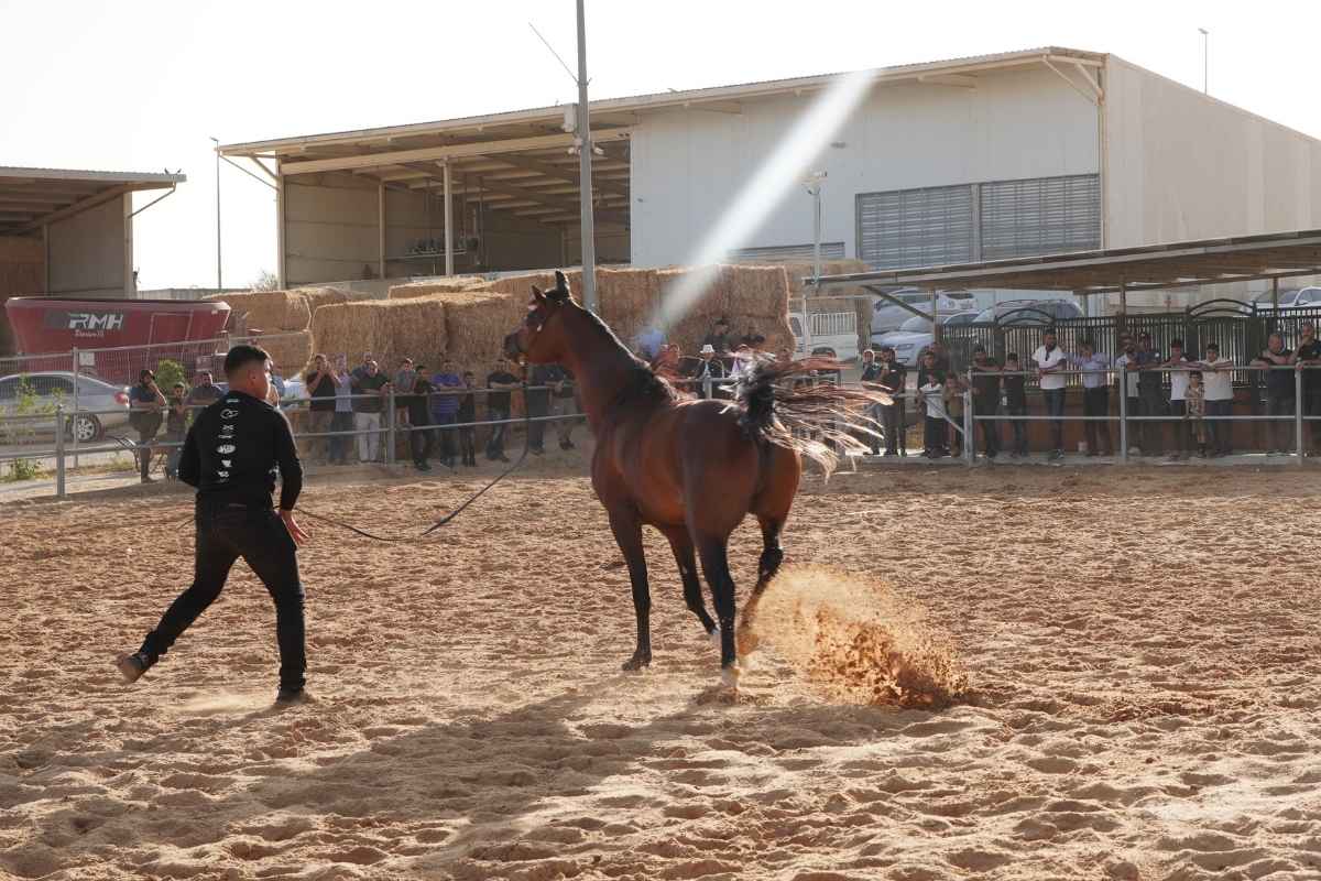 חוות סוסים ואדי עתיר