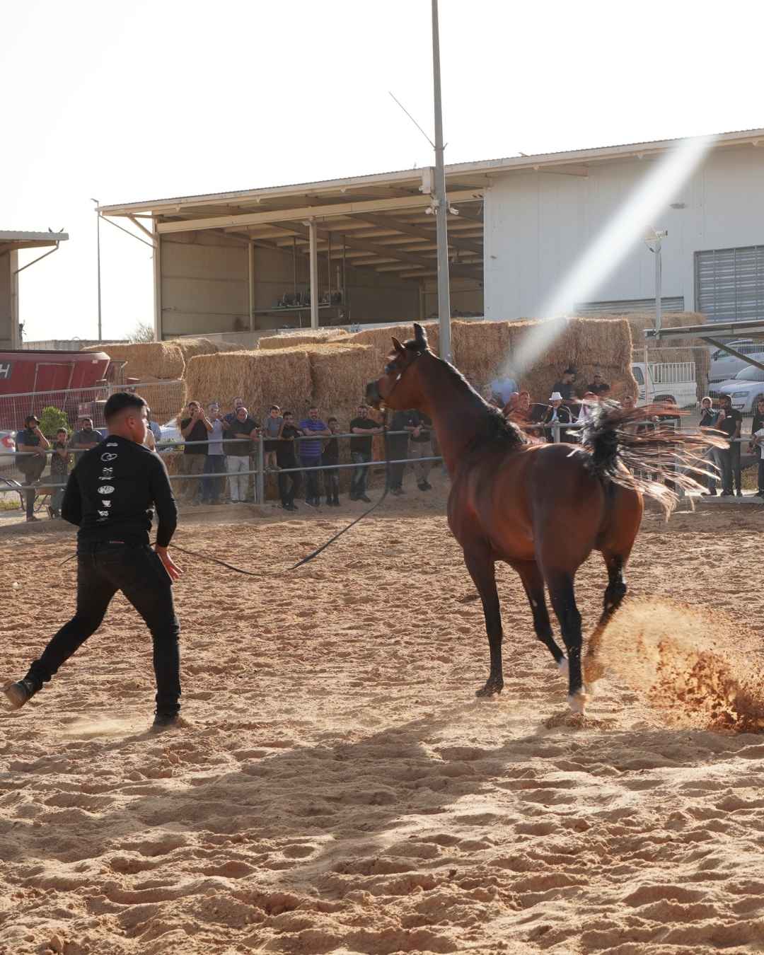 פרויקט ואדי עתיר חוות סוסים