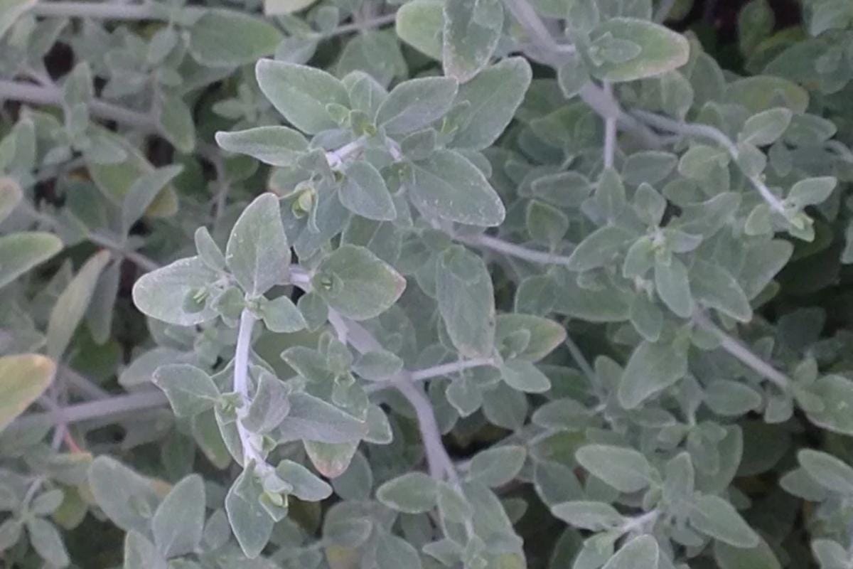 Read more about the article זוטה לבנה של פרויקט ואדי עתיר
