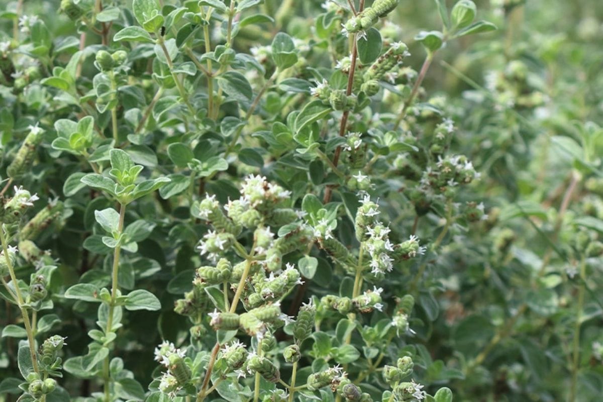 Read more about the article זעתר של פרויקט ואדי עתיר