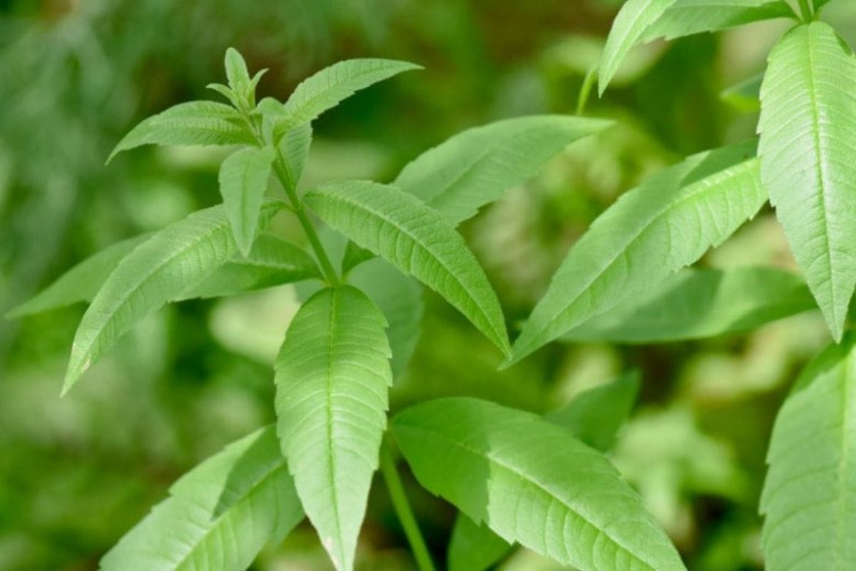 Read more about the article לואיזה לימונית של פרויקט ואדי עתיר