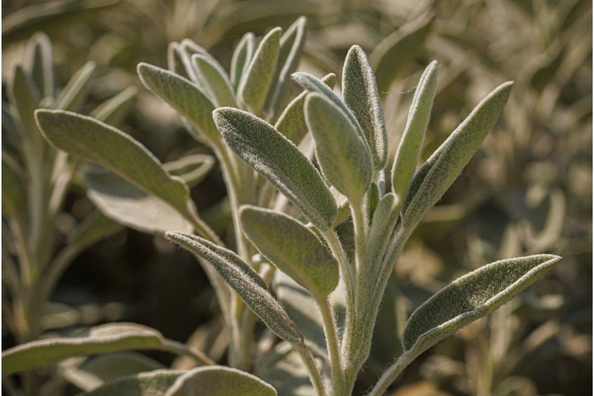 Read more about the article מרווה של פרויקט ואדי עתיר