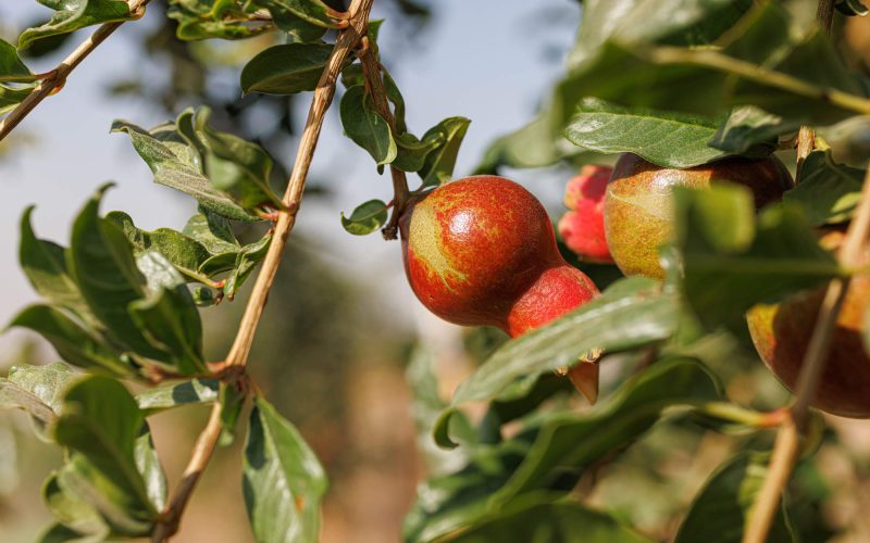 טו בשבט פרויקט ואדי עתיר