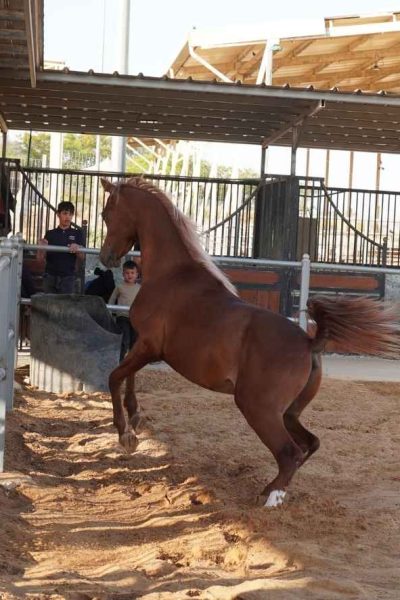 קורס הכשרת מדריכי רכיבה טיפולית ואדי עתיר
